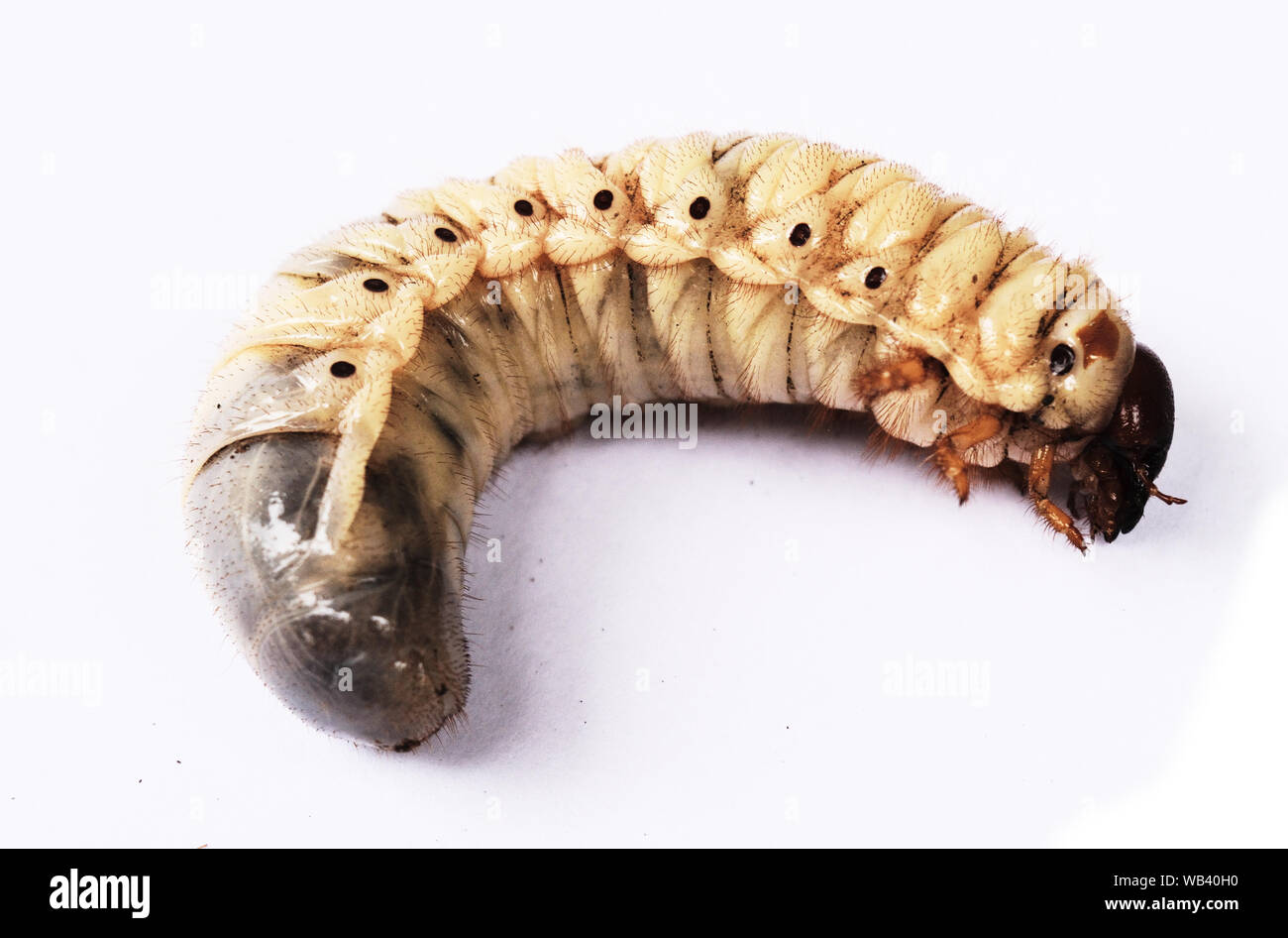 Il worm di cocco scarabeo rinoceronte , Larva su sfondo bianco Foto Stock