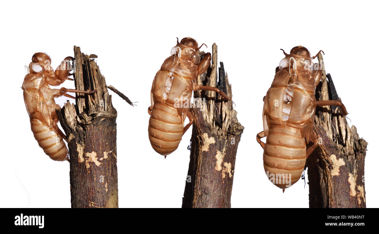 Cicala scorze di muta isolati su sfondo bianco , Gruppo di vuoto larva di insetto shell sul ramo, insetti tropicali dell Asia Foto Stock