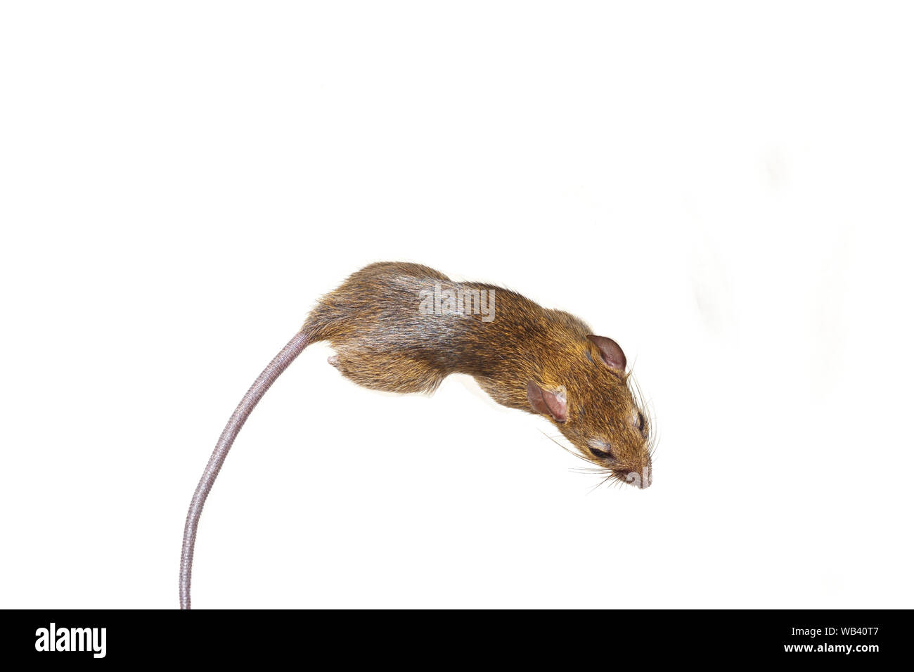 Isolato di ratto su sfondo bianco, Mouse è di roditori che causano la sporcizia e possono essere portatori di malattie, topi in vista da sopra Foto Stock