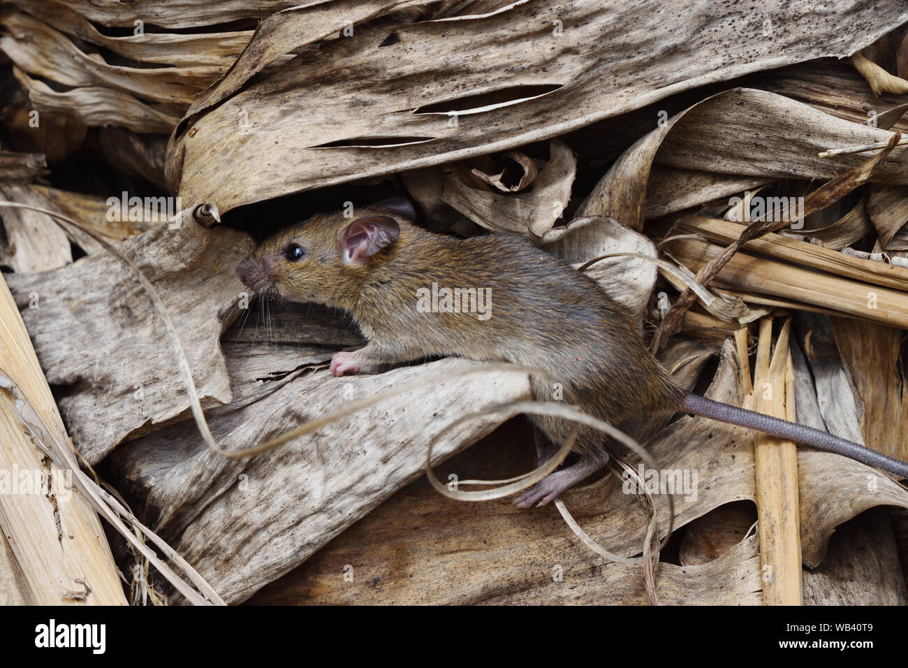 Rat in una pila di marrone foglie essiccate, Mouse camuffamento di armonizzare con l'ambiente , roditori che causano la sporcizia e possono essere portatori di malattia Foto Stock