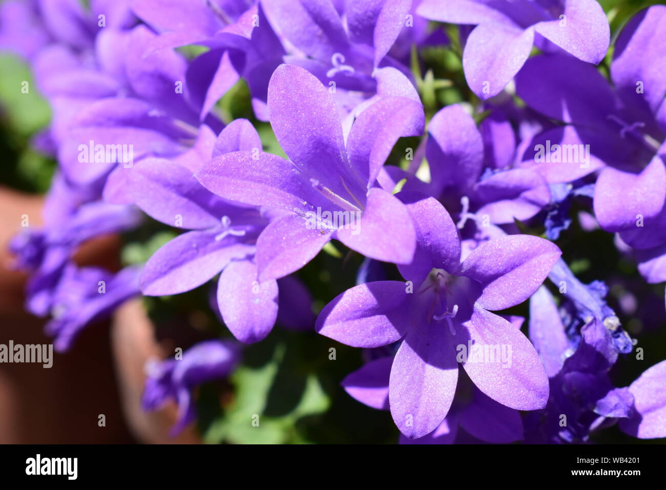 Foto macro di viola Campanula fiori in un giardino Foto Stock