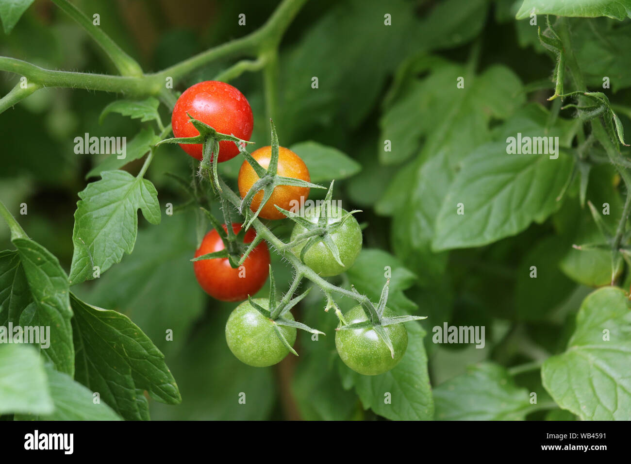 Homegrown pomodori ciliegia la maturazione sulla pianta Foto Stock