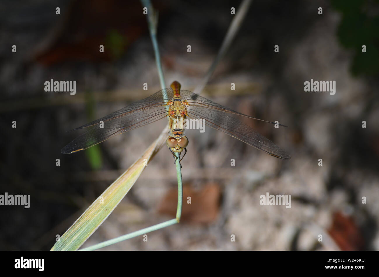 Dragonfly vicino a un piccolo ruscello di montagna Nuratau, Centrale Uzbekistan Foto Stock