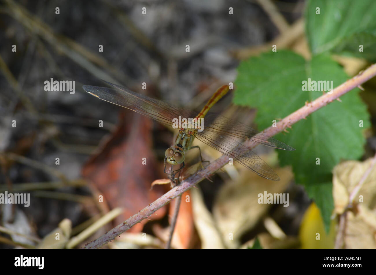 Dragonfly vicino a un piccolo ruscello di montagna Nuratau, Centrale Uzbekistan Foto Stock