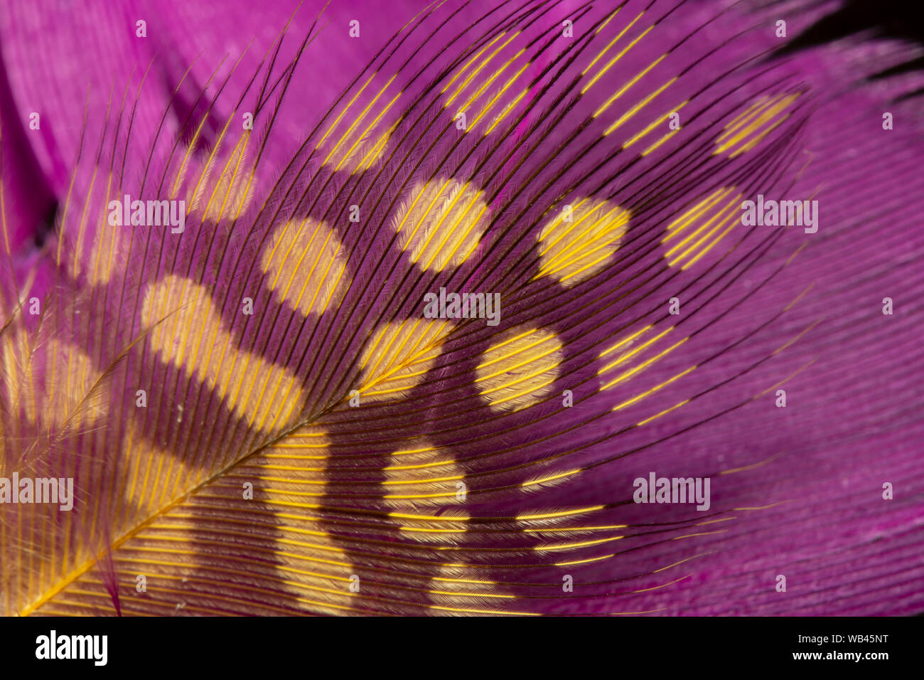 Foto macro di belle piume viola Foto Stock