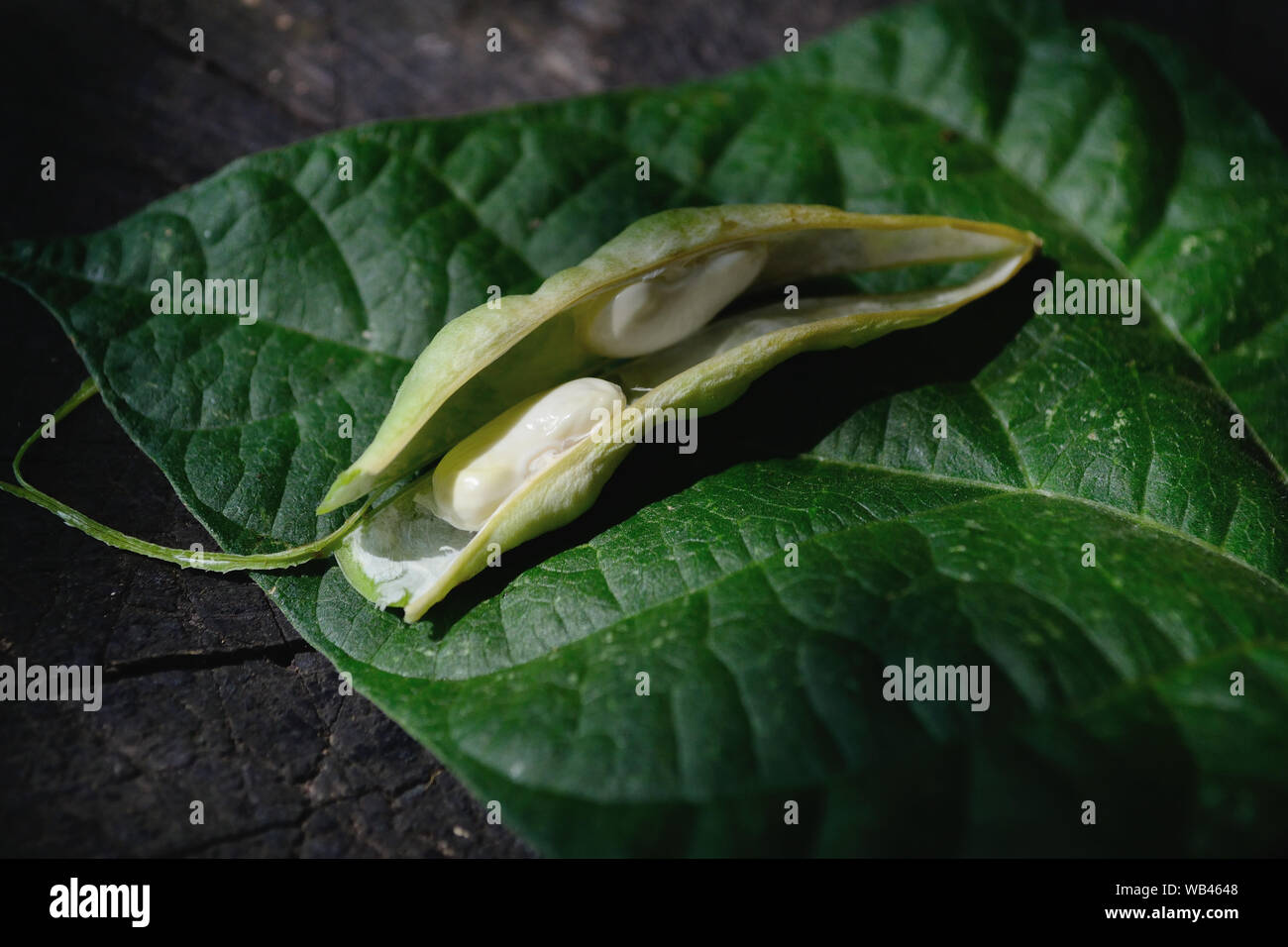 Aperto giovani Baccello di fagiolo su una foglia di fagiolo Foto Stock