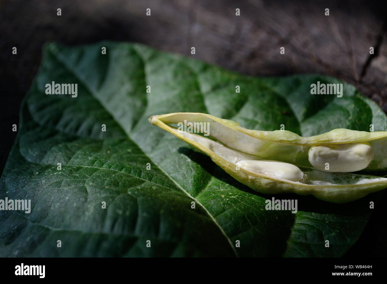 Aperto giovani Baccello di fagiolo su una foglia di fagiolo Foto Stock