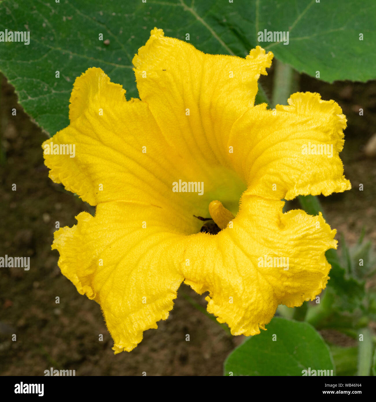 Sbocciano i fiori della pianta di zucca (Cucurbita maxima) Foto Stock