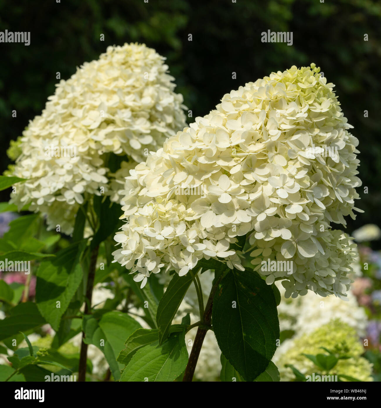 Ortensia (Hydrangea paniculata), fiori d'estate Foto Stock