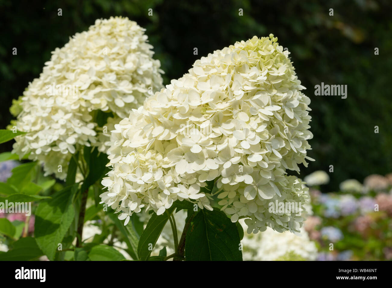 Ortensia (Hydrangea paniculata), fiori d'estate Foto Stock