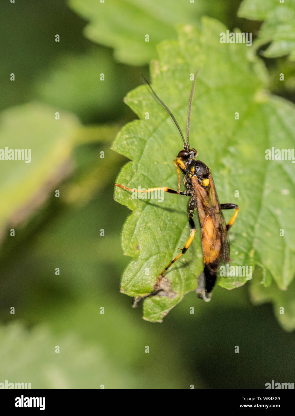 Ichneumon stramentor, wasp beetle, seduta su una foglia di ortica vicino bosco in prima serata, Agosto 2019 Foto Stock
