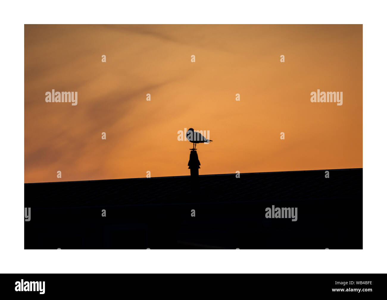 Silhouette di un uccello contro il tramonto Foto Stock