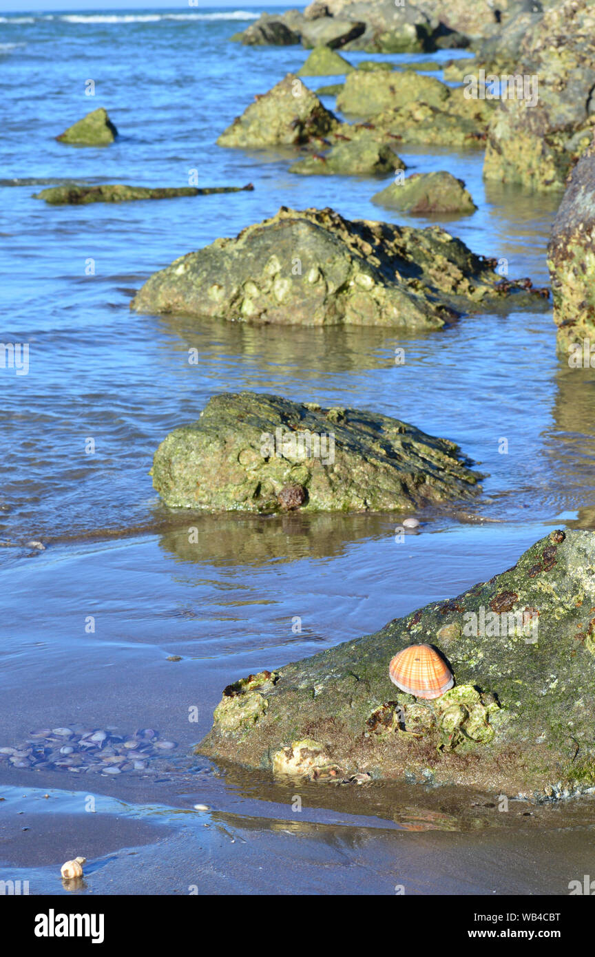 Rocce accanto alla spiaggia in acqua di mare con alge e conchiglie in acqua blu. Foto Stock