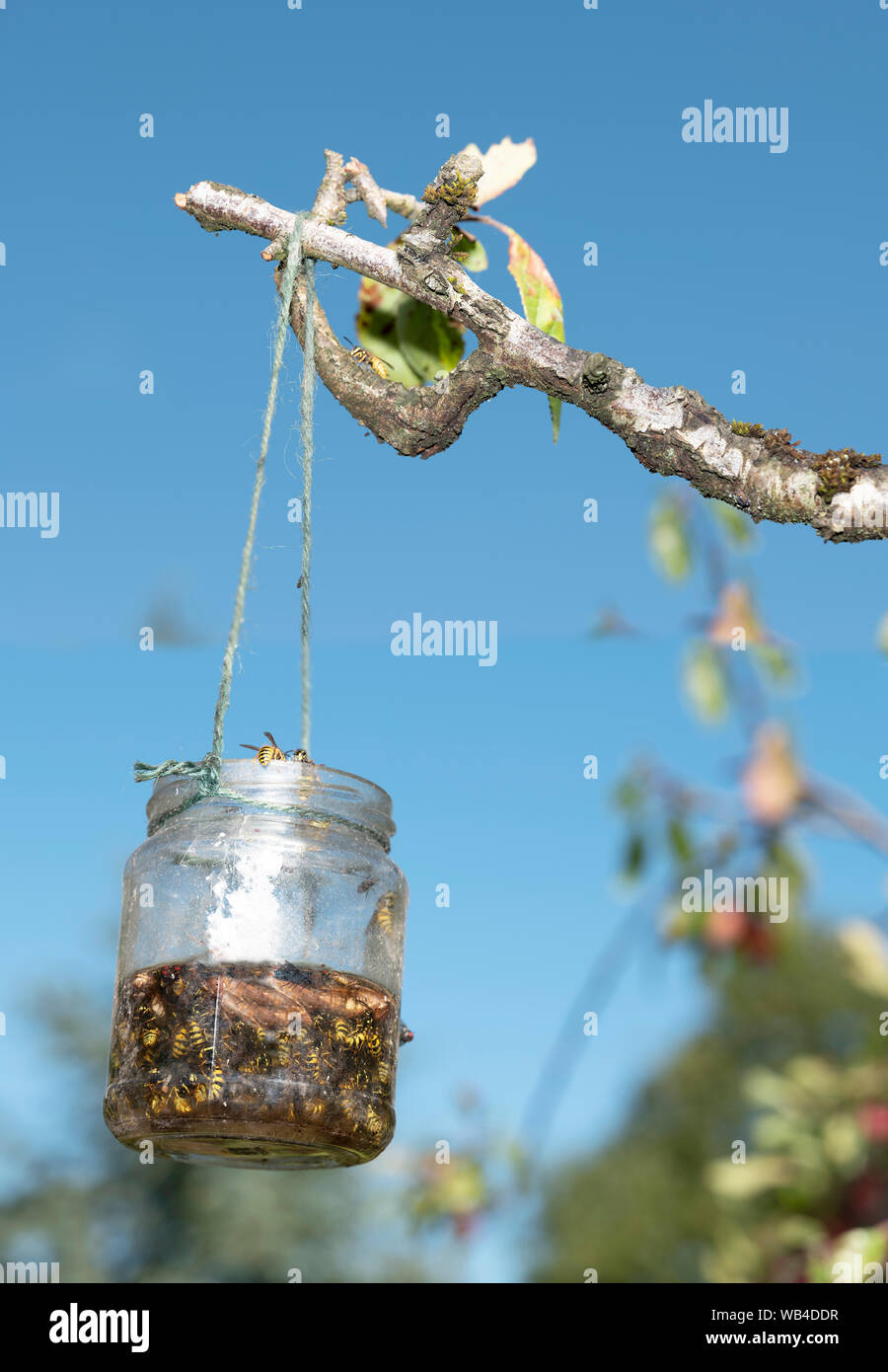 Tarda estate wasp trap appeso a un albero di prugna, UK. Foto Stock