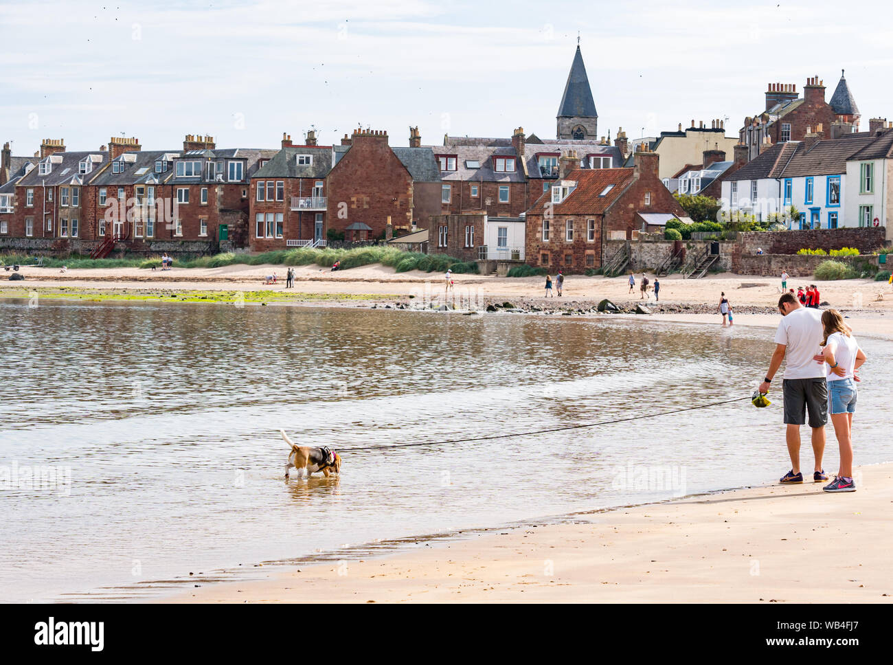 A North Berwick, Scozia, Regno Unito, 24 agosto. Regno Unito: Meteo persone godere il caldo sole di West Beach nella località balneare. Un mans a piedi un cane beagle sulla spiaggia Foto Stock