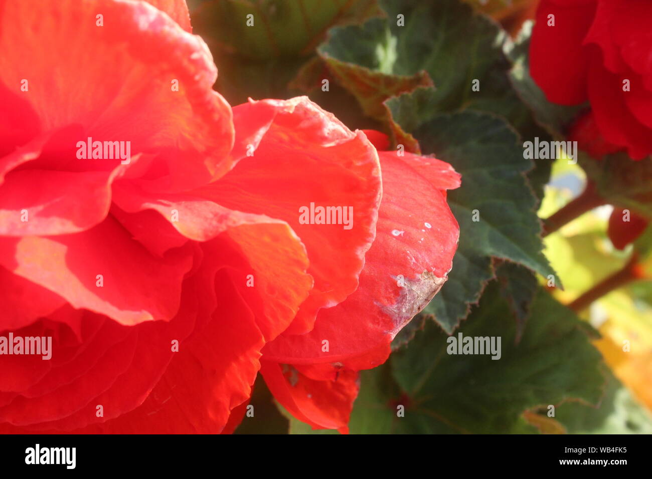 Chiusura del grande fiore rosso con foglie di colore verde scuro dietro di esso in un giardino in una giornata di sole Foto Stock