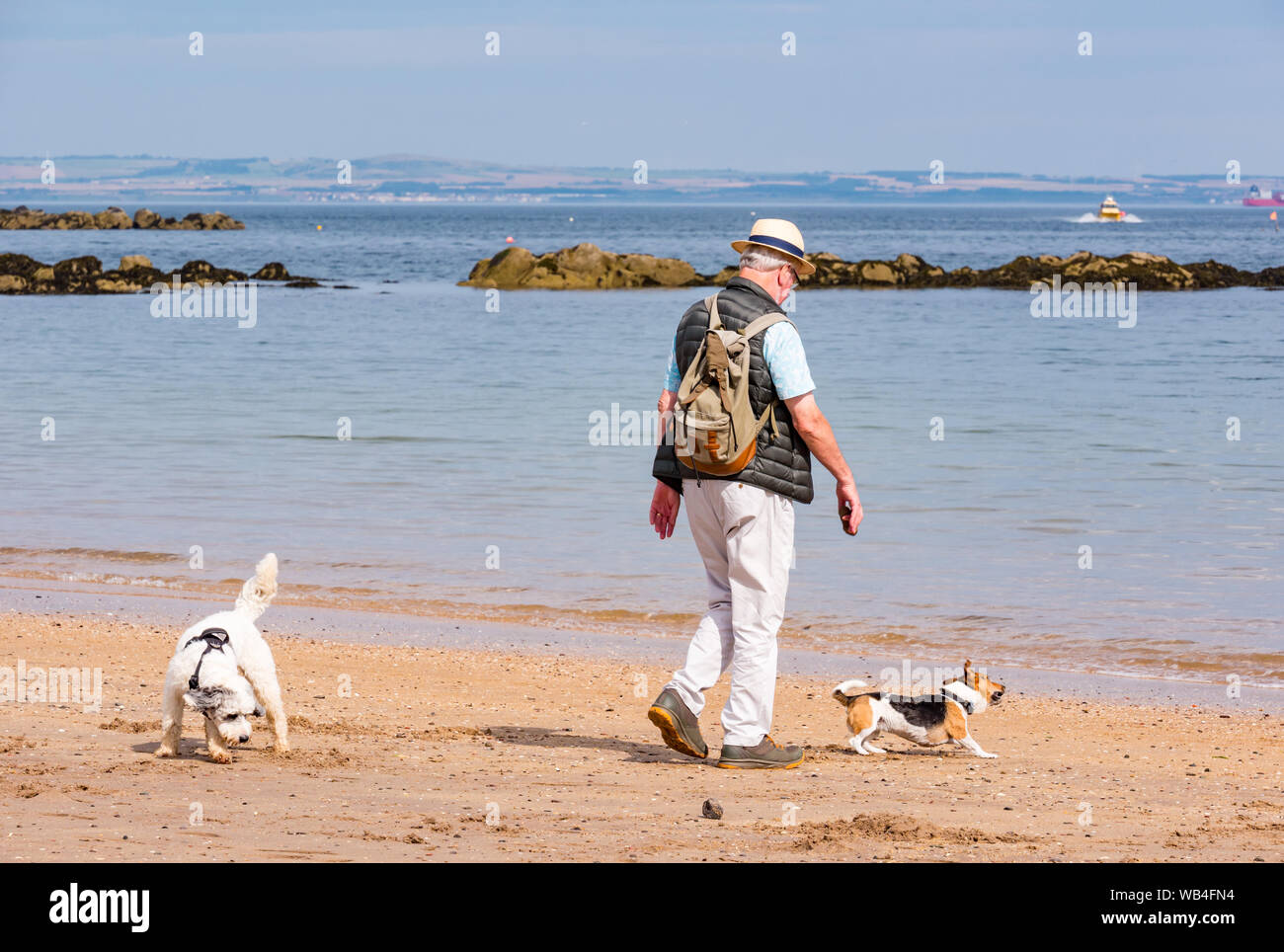 A North Berwick, Scozia, Regno Unito, 24 agosto. Regno Unito Meteo: un uomo più anziano e cani a piedi sulla spiaggia in un bel sole caldo a West Beach nella località balneare. Un anziano uomo cammina cani sulla spiaggia Foto Stock