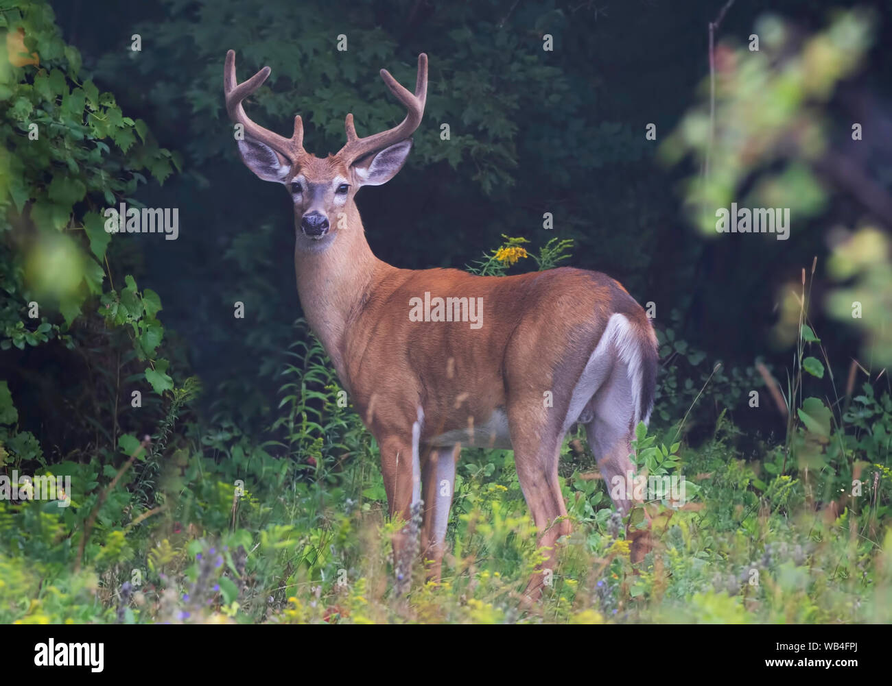 Capriolo dalla coda bianca (Odocoileus virginianus) con antlers di velluto alla luce del mattino presto in estate In Canada Foto Stock