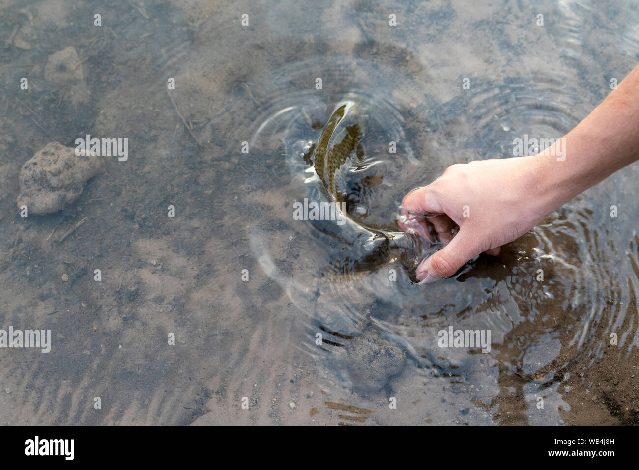Fisherman tenendo il pesce, rilasciando carp fish torna al fiume, pesca la concorrenza. Foto Stock