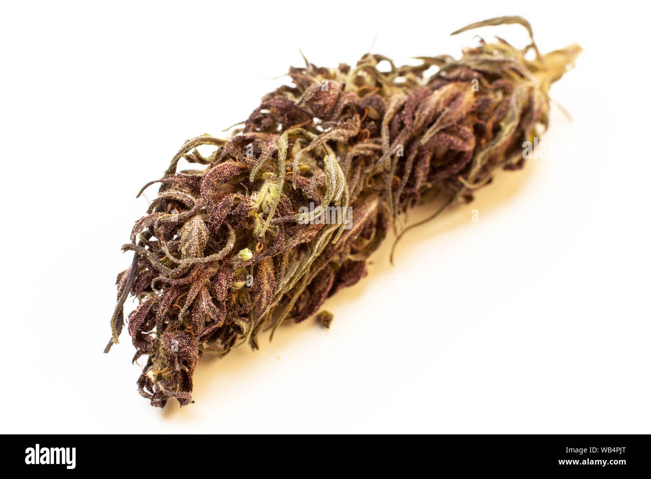 Marihuana gemme isolate su uno sfondo bianco. Medicina alternativa, il THC e il CBD di valore e influenza per la salute Foto Stock