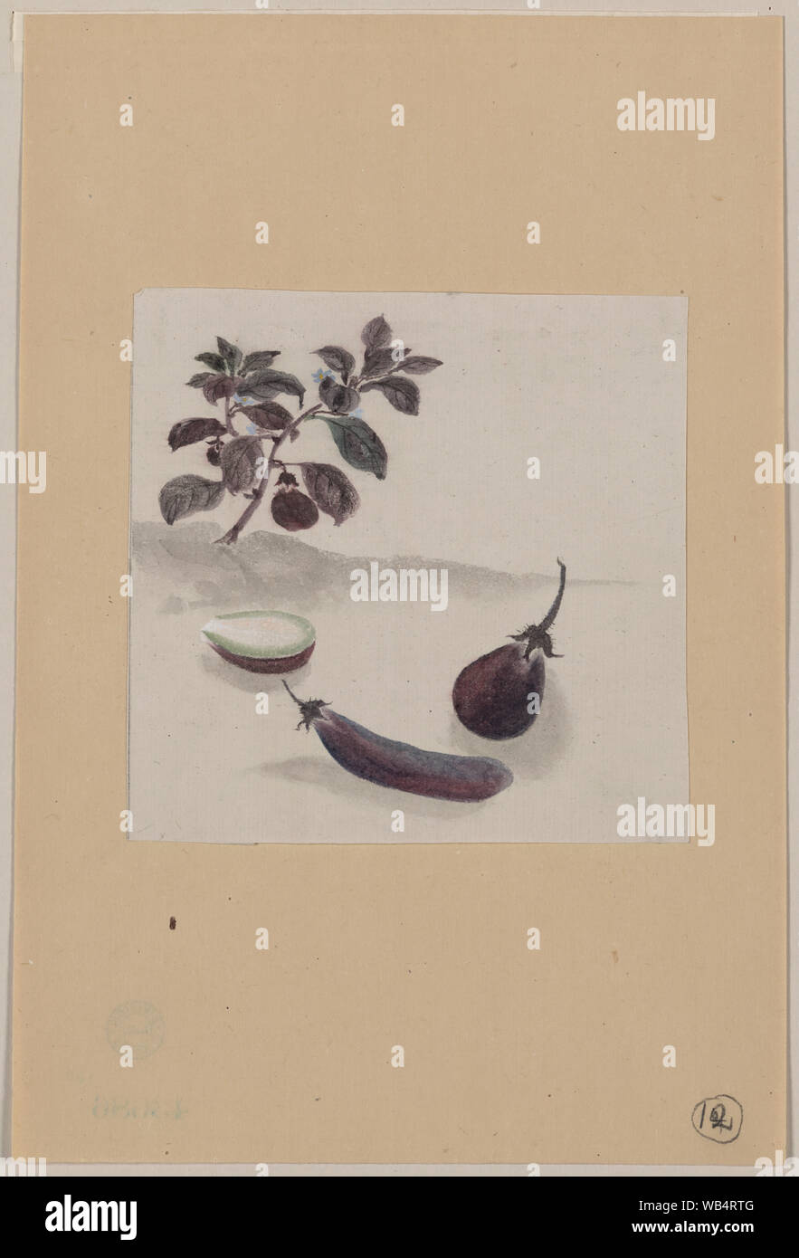 Le melanzane con la crescita della pianta in background Abstract/medio: 1 disegno : acquerello ; 10,8 x 11 cm (foglio) Foto Stock