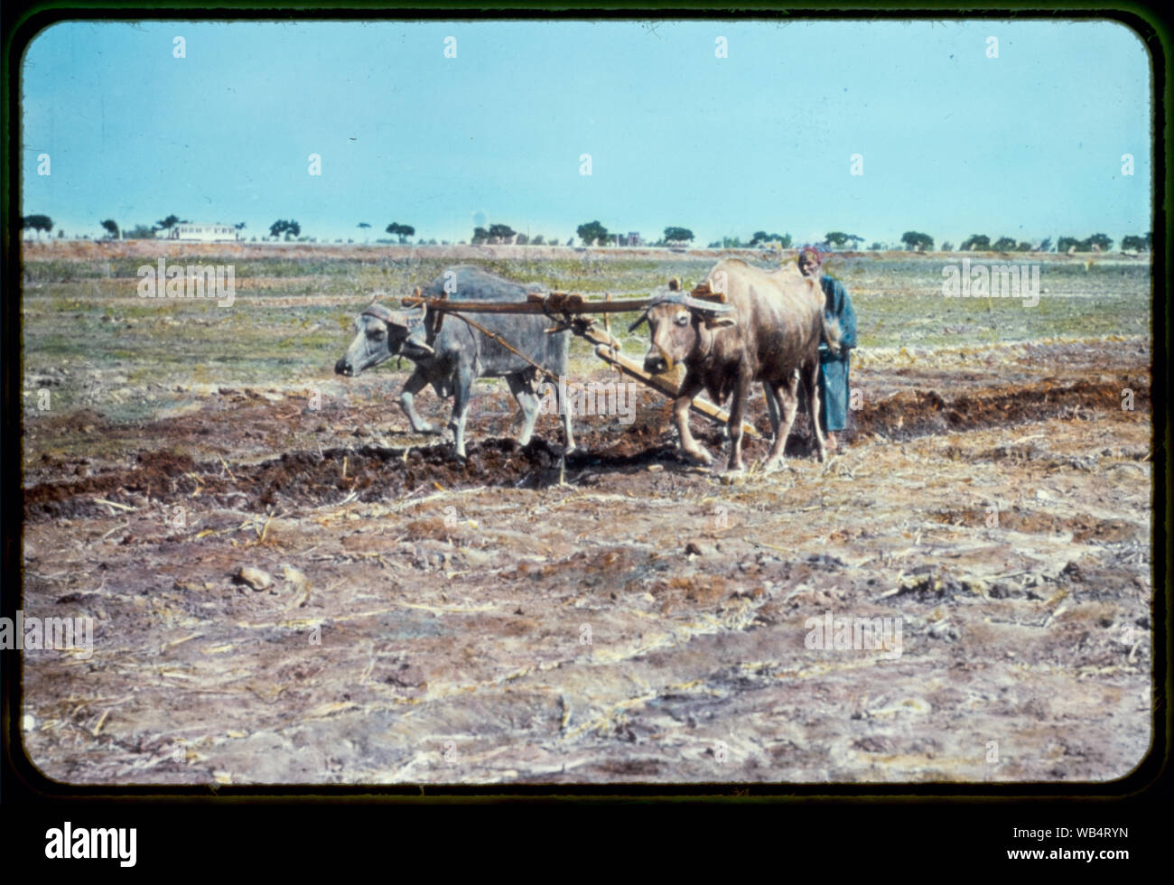 L'Egitto. L'agricoltura. L'aratura con i bufali nel paese di Gosen Abstract/medio: G. Eric e Edith Matson Collezione fotografica Foto Stock