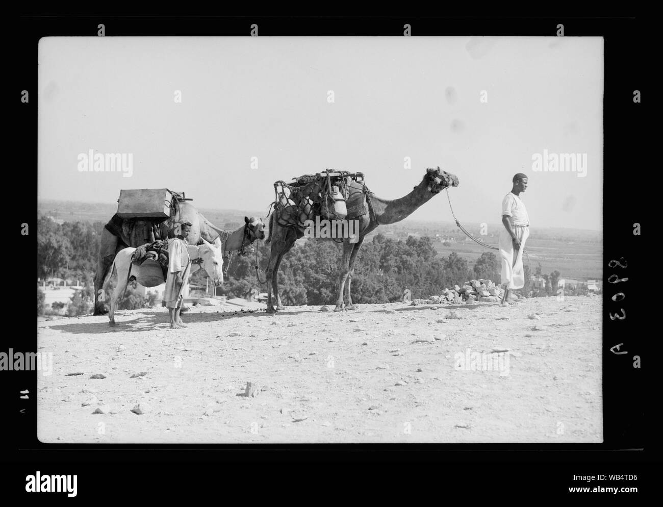 L'Egitto. Il Cairo. Tipi e caratteri. Cammelli caricato con acqua vasetti e serbatoi/astratta di medie: G. Eric e Edith Matson Collezione fotografica Foto Stock