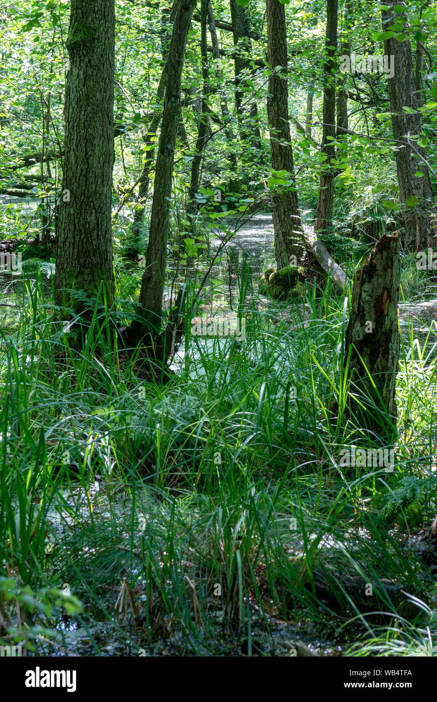 Alberi in piedi in acqua in una palude tedesco area - Briesetal a nord di Berlino, Germania Foto Stock