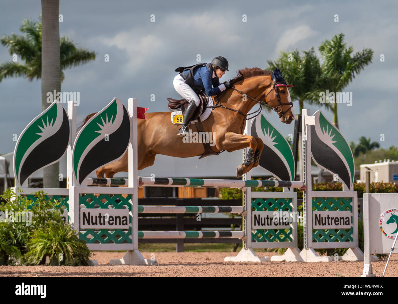 Cavaliere e cavallo saltando i recinti a horse show al di fuori Foto Stock