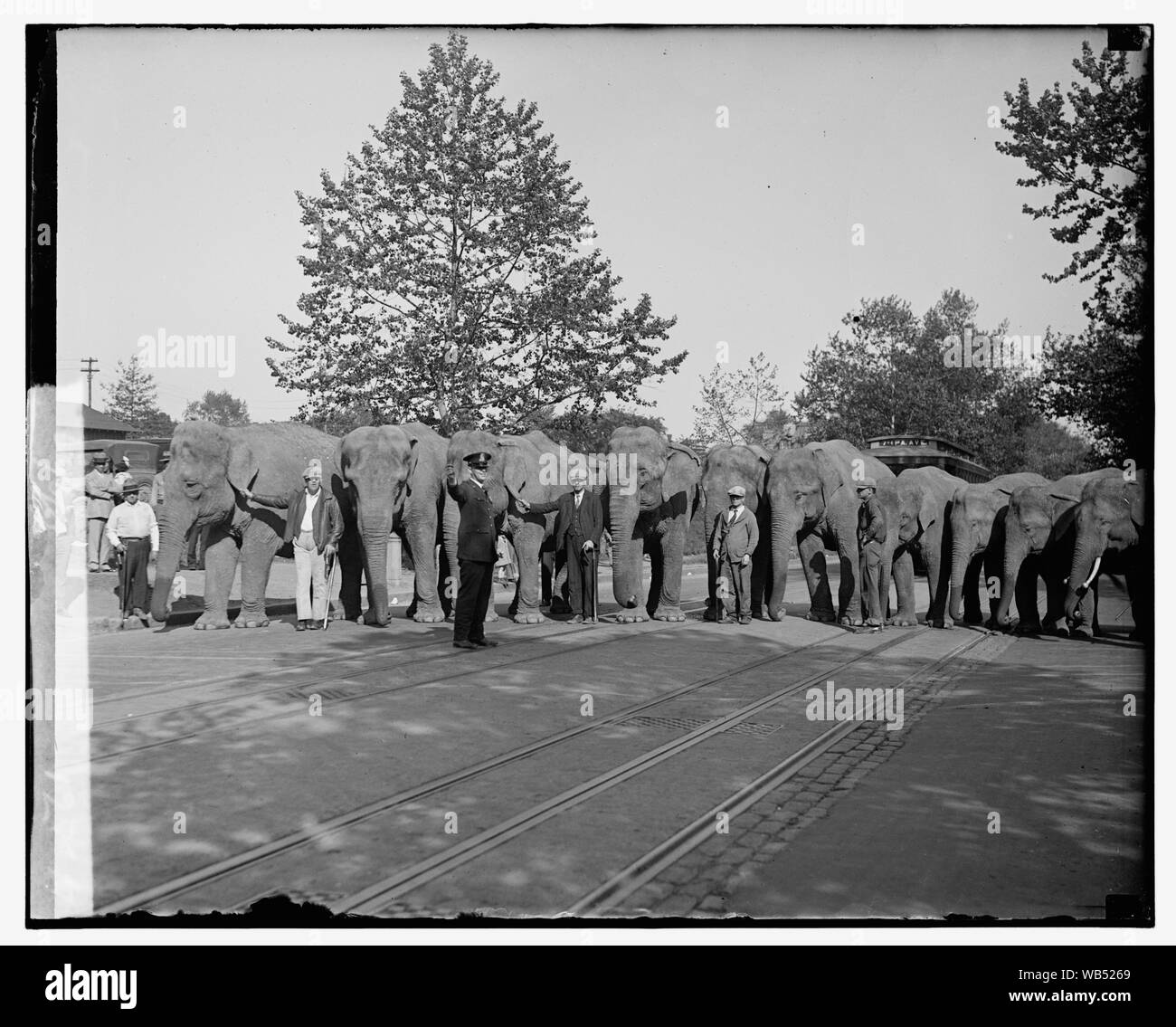 Gli elefanti], 6/9/29 Abstract/medio: 1, negativo : vetro ; 4 x 5 in. o più piccolo Foto Stock
