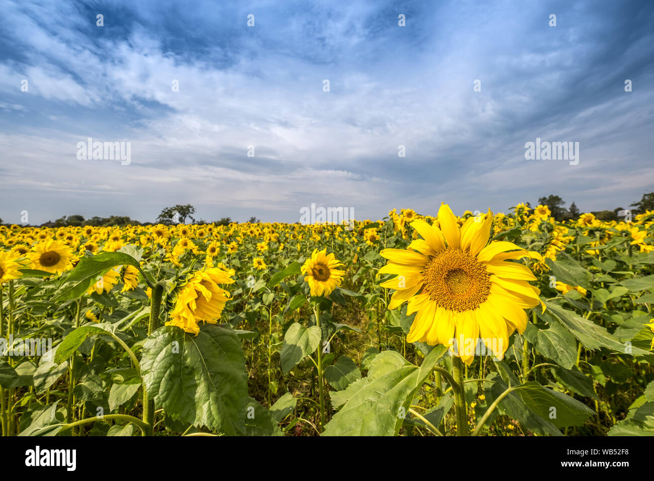 I campi di girasole Portglenone Irlanda del Nord Foto Stock