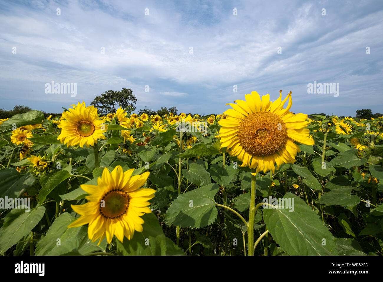 I campi di girasole Portglenone Irlanda del Nord Foto Stock