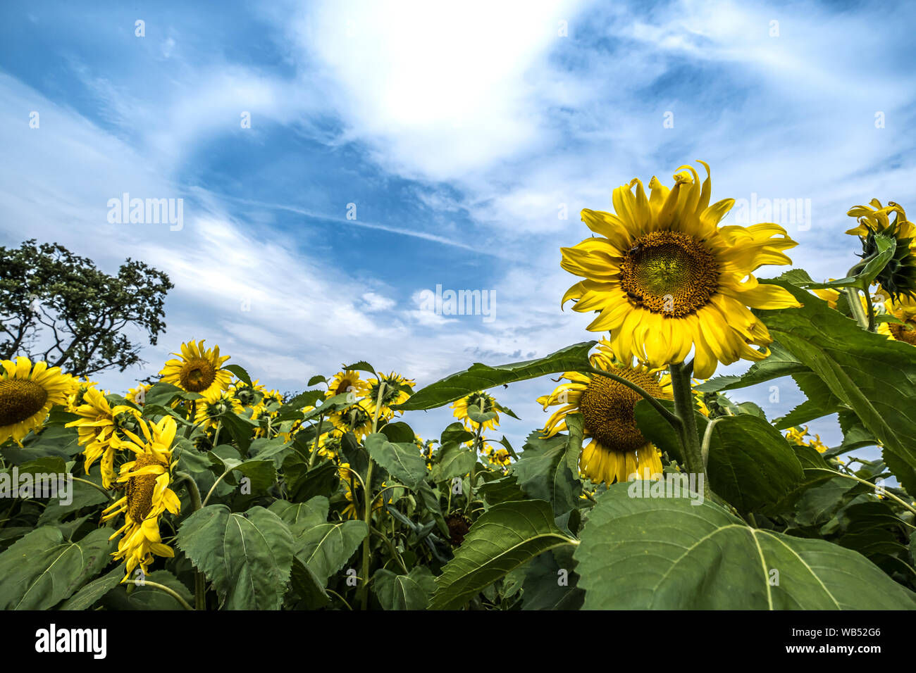 I campi di girasole Portglenone Irlanda del Nord Foto Stock