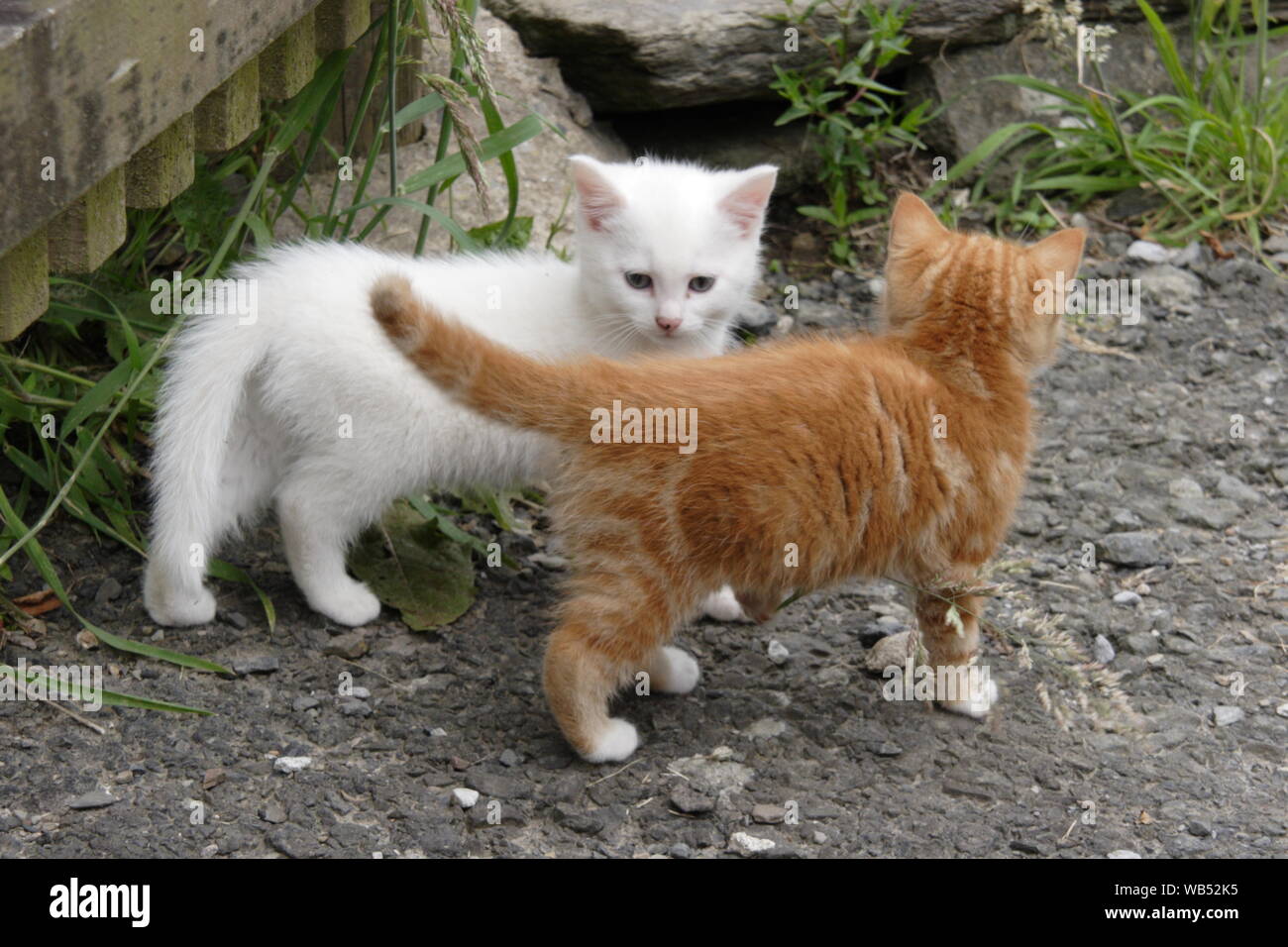 Una coppia di fratelli, due minuscoli kitten Tom gatti di stare in piedi insieme fuori in giardino Foto Stock