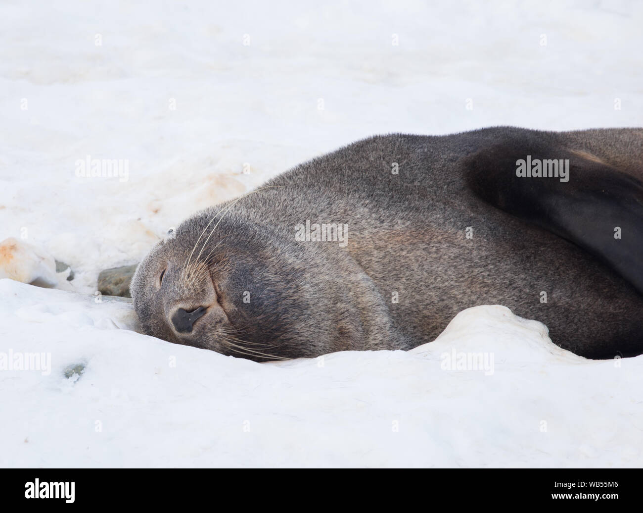 L'Antartico pelliccia sigillo, talvolta denominata Kerguelen pelliccia sigillo, noto anche come Arctocephalus gazella seduta sul ghiaccio in Antartide. Foto Stock