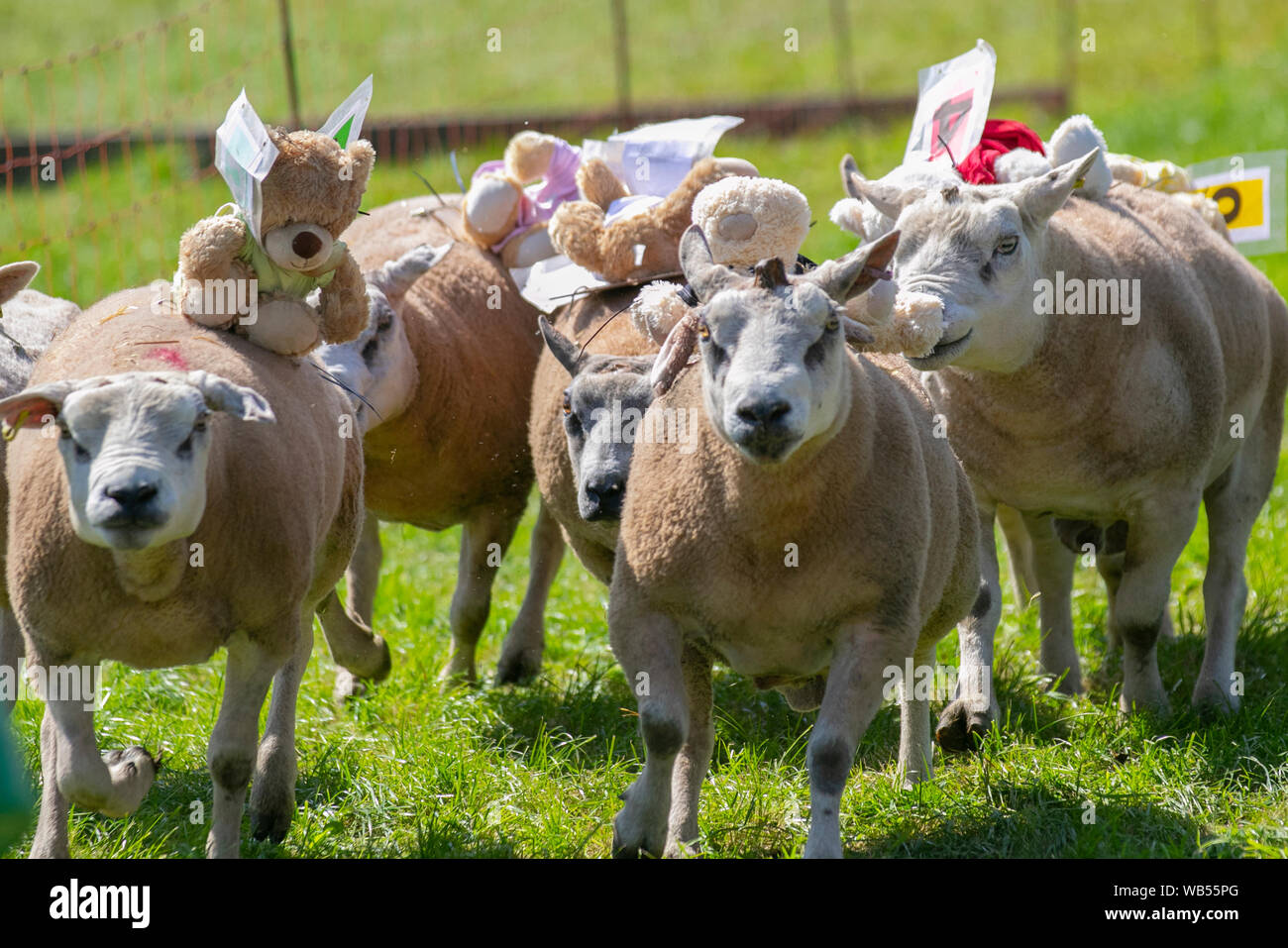 Gli ostacoli di pecora di Texel con i jockeys dell'orso teddy & le pecore da corsa; andare molle mentre le corse di pecora di Texel ottengono in corso al Chipping, Lancashire, esposizione agricola. Le scommesse sono state piazzate come Shear Delight, Cross Breed Charlie, Tasty Kebab, e Woolly Jumper, portando i teddies giocattolo, come si sono levati su vari ostacoli per completare il percorso ostacolo e vincere una ricompensa. Foto Stock