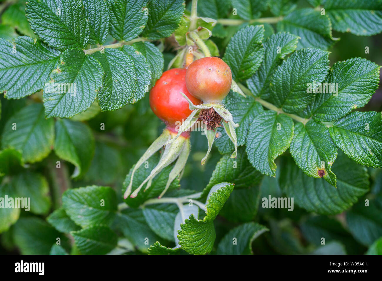 Close-up di due rossi maturi e di rosa canina (Rosa canina, rose haw, rose hep), accessorio frutti di una pianta di rose. Foto Stock