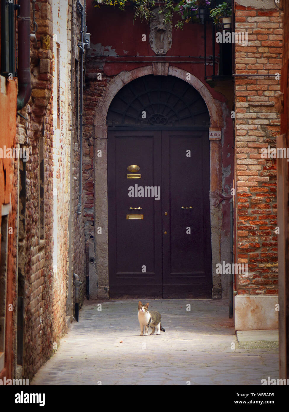 Un gatto si ferma nelle sue vie in una storica backstreet su Venezia in un pomeriggio soleggiato Foto Stock
