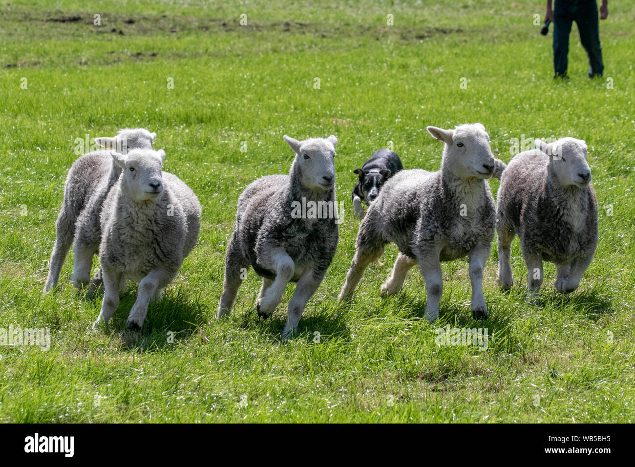 Scalpellatura, Lancashire. Regno Unito Meteo. UK Weather.; Hot Summer day in Central Lancashire per lo spettacolo agricolo di Chipping. Pecora di Herdwick; pecore domestiche native del distretto del lago di Cumbria che sono allevate dal cane da pastore. Una dimostrazione agricola a Chipping show. Foto Stock