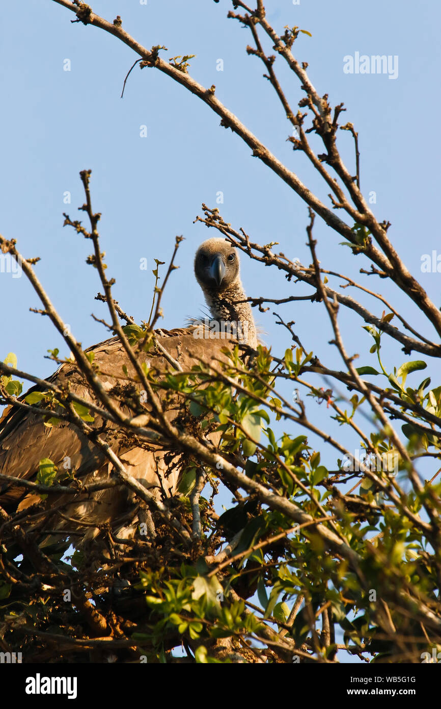 White-backed Vulture (Gyps africanus). Busanga Plains. Parco Nazionale di Kafue. Zambia Foto Stock