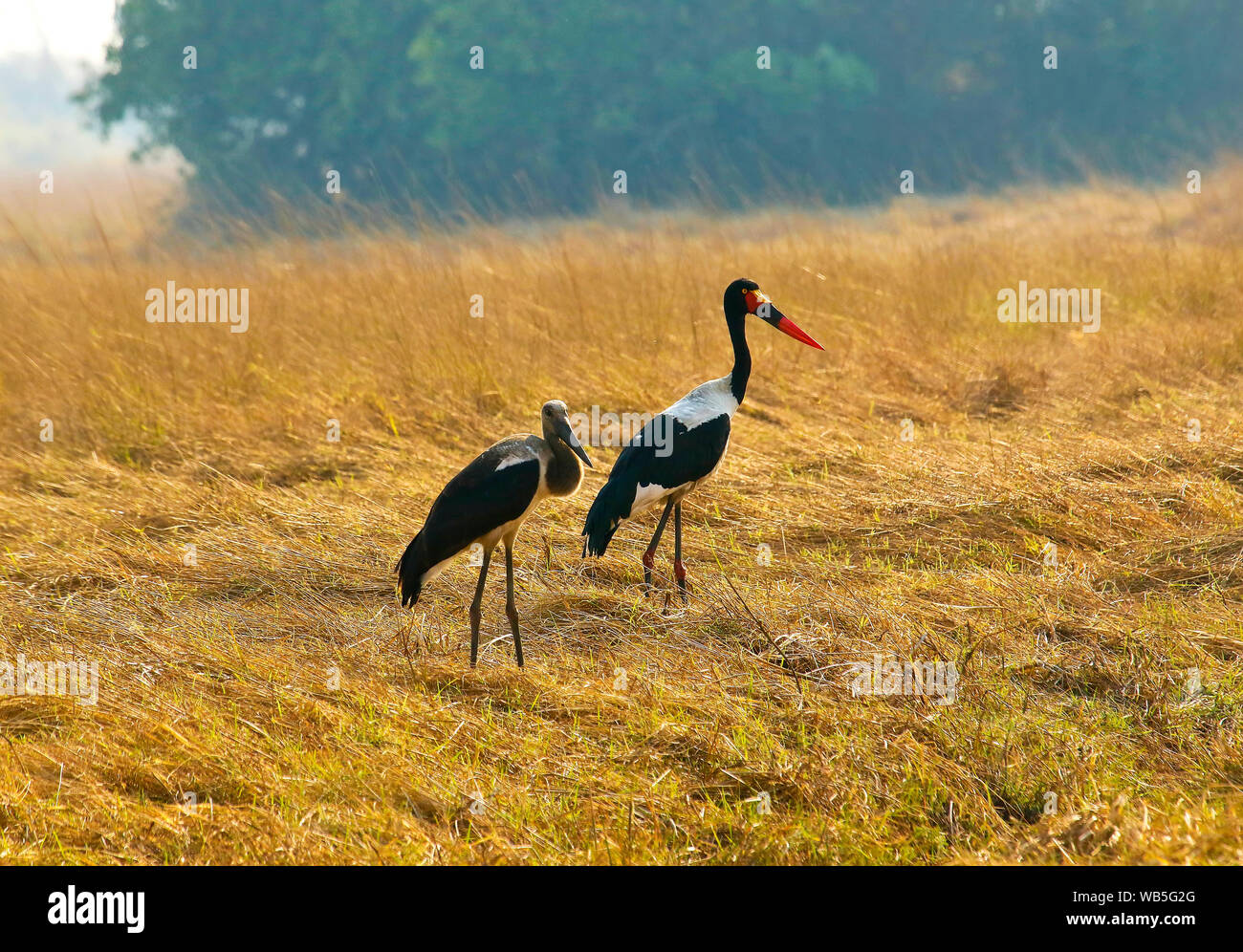 Femmina di Saddlebill stork, African jabiru aeroporto, (Ephippiorhynchus senegalensis) con i giovani. Busanga Plains. Parco Nazionale di Kafue. Zambia Foto Stock