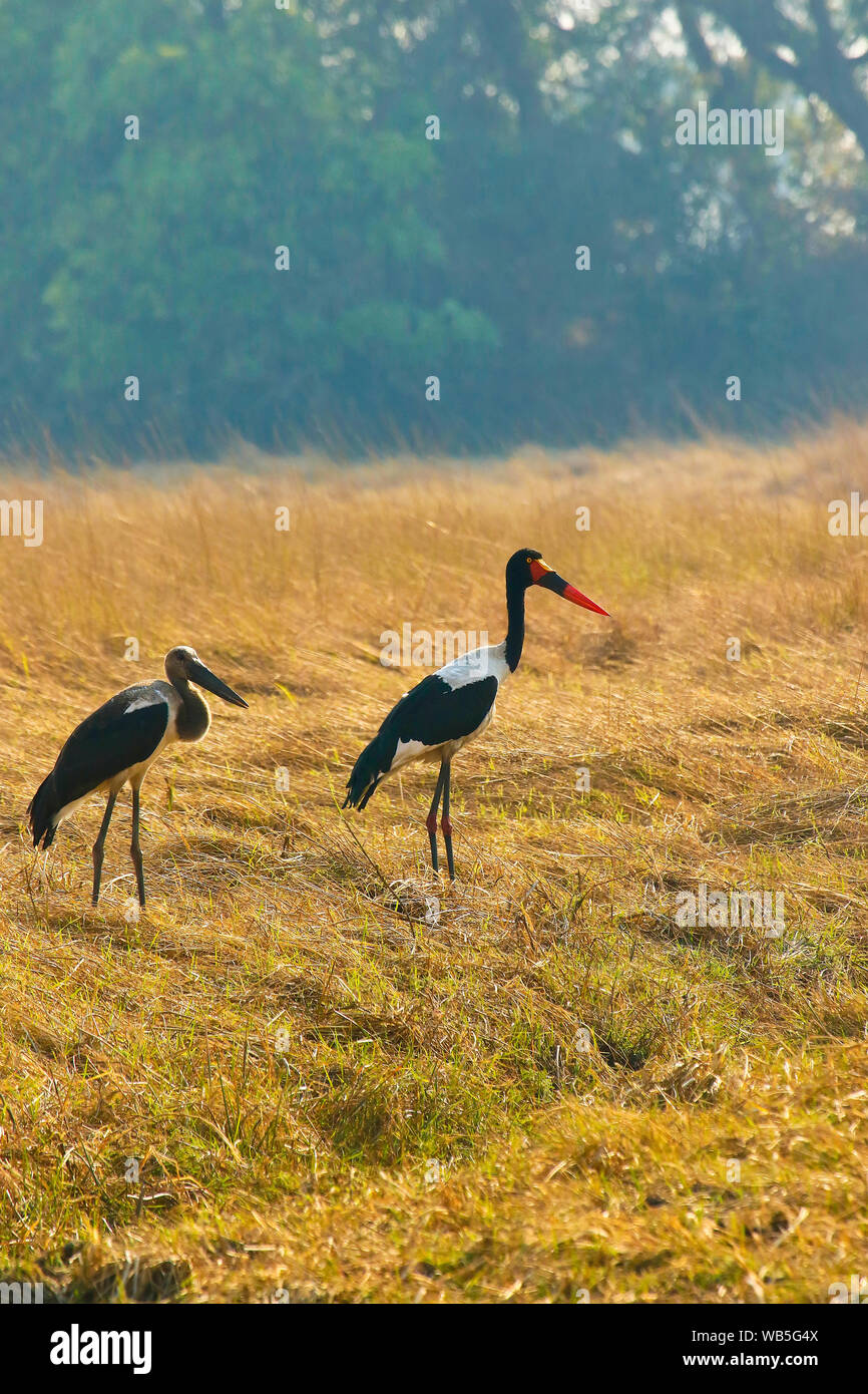 Femmina di Saddlebill stork, African jabiru aeroporto, (Ephippiorhynchus senegalensis) con i giovani. Busanga Plains. Parco Nazionale di Kafue. Zambia Foto Stock