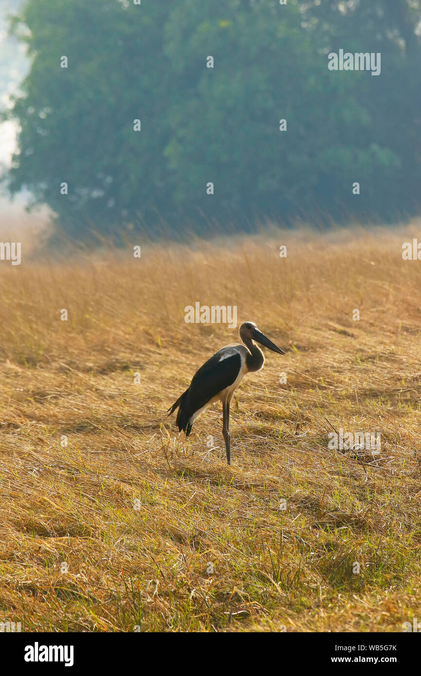 I giovani di cicogna Saddlebill africana di Jabiru Aeroporto, (Ephippiorhynchus senegalensis). Busanga Plains. Parco Nazionale di Kafue. Zambia Foto Stock