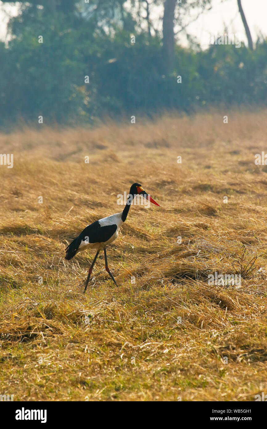 Femmina di Saddlebill stork, African jabiru aeroporto, (Ephippiorhynchus senegalensis). Busanga Plains. Parco Nazionale di Kafue. Zambia Foto Stock