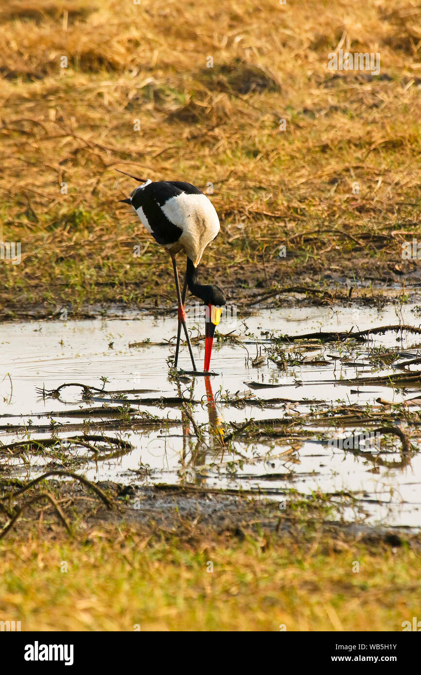 Il maschio della Saddlebill stork, African jabiru aeroporto, (Ephippiorhynchus senegalensis). Busanga Plains. Parco Nazionale di Kafue. Zambia Foto Stock