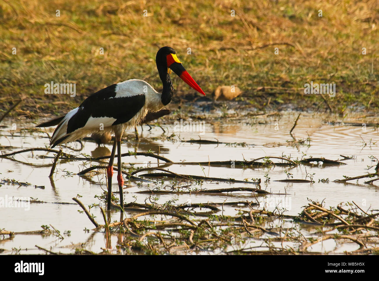 Il maschio della Saddlebill stork, African jabiru aeroporto, (Ephippiorhynchus senegalensis). Busanga Plains. Parco Nazionale di Kafue. Zambia Foto Stock