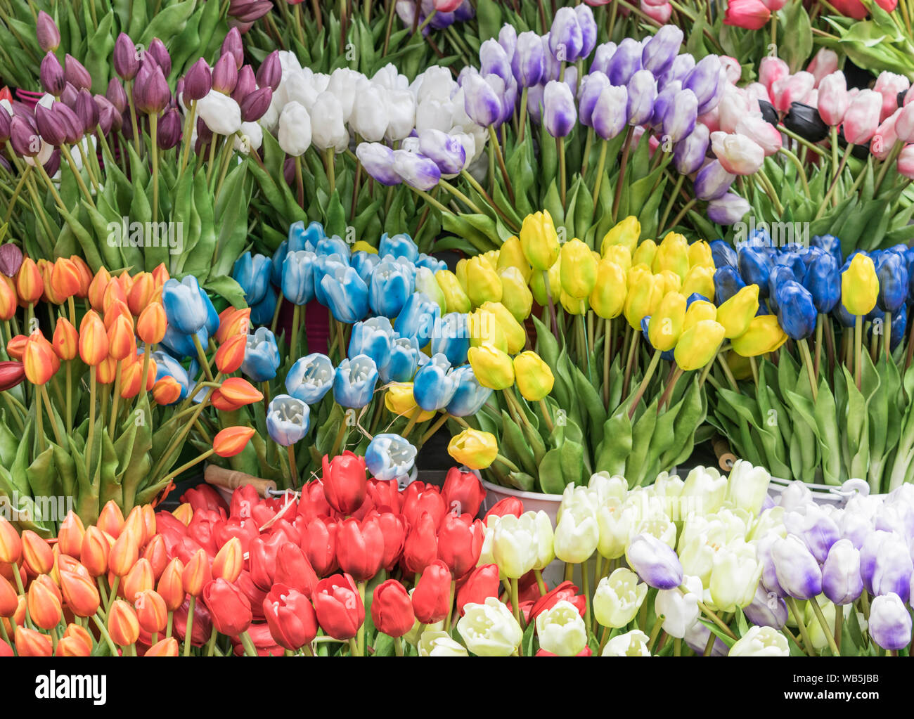Multi-colore di tulipani con steli, isolato Foto Stock