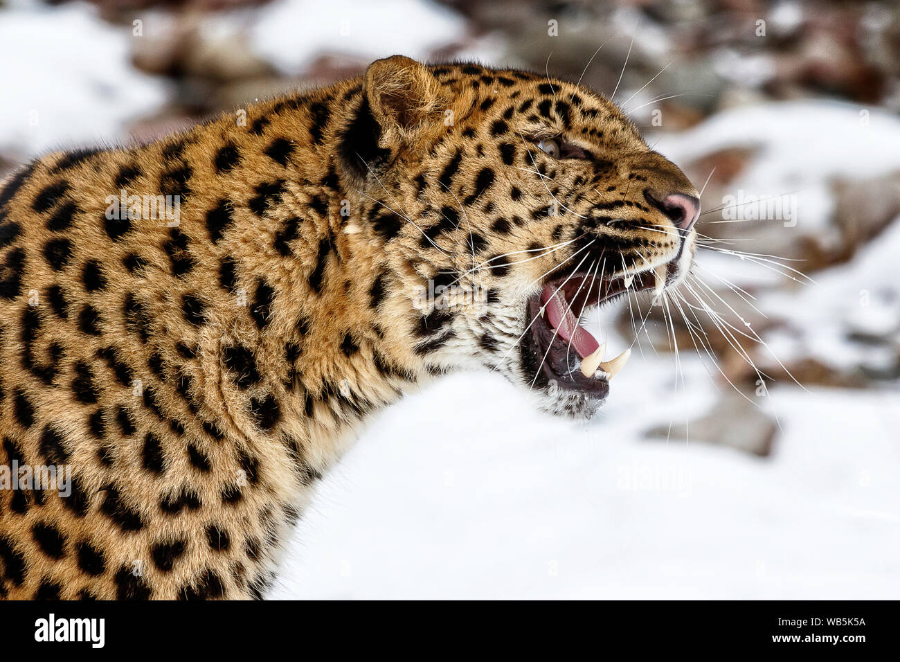 Il leopardo di Amur è una sottospecie di leopard di se la Russia e la Cina NE. È stato criticamente minacciata dal 1996 con 70 adulti a sinistra nel selvaggio. Foto Stock