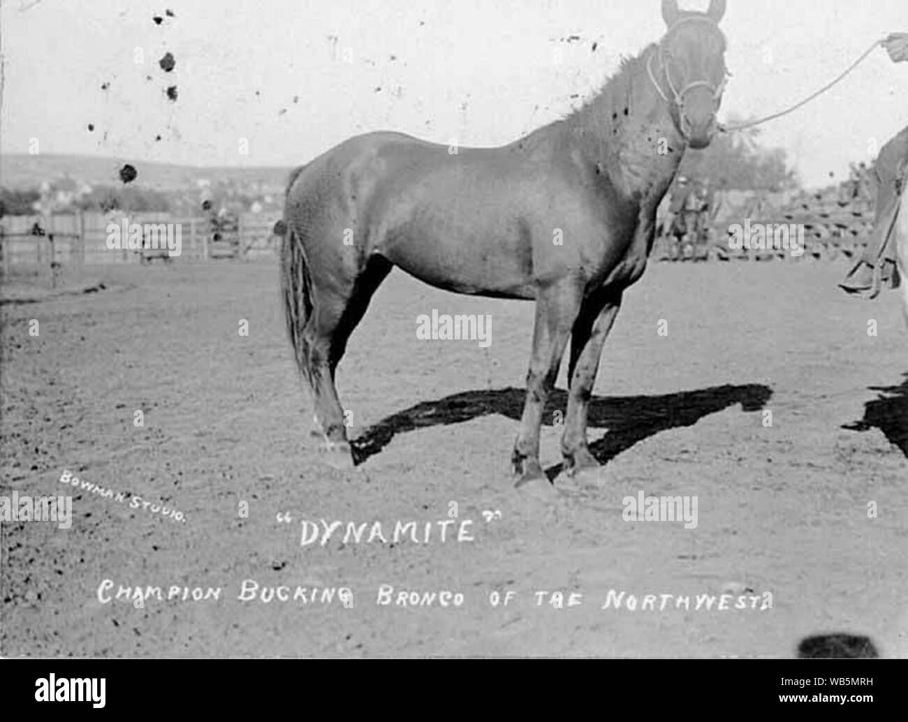 La dinamite strappi bronco presso il Round-Up Pendleton Oregon 1910 (AL+CA 1854). Foto Stock