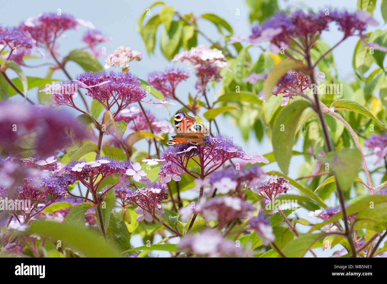 Hydrangea aspera Villosa arbusto di gruppo con farfalla pavone - Regno Unito Foto Stock